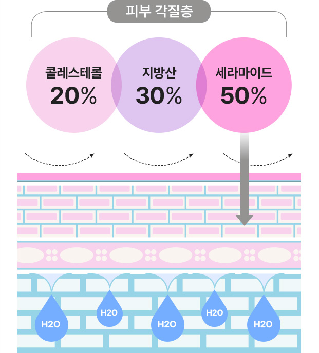 피부 각질층 : 콜레스테롤20%, 지방산 30%, 세라마이드 50%
